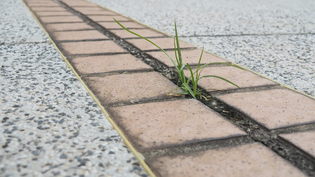 Weed growing in a crack beside paving